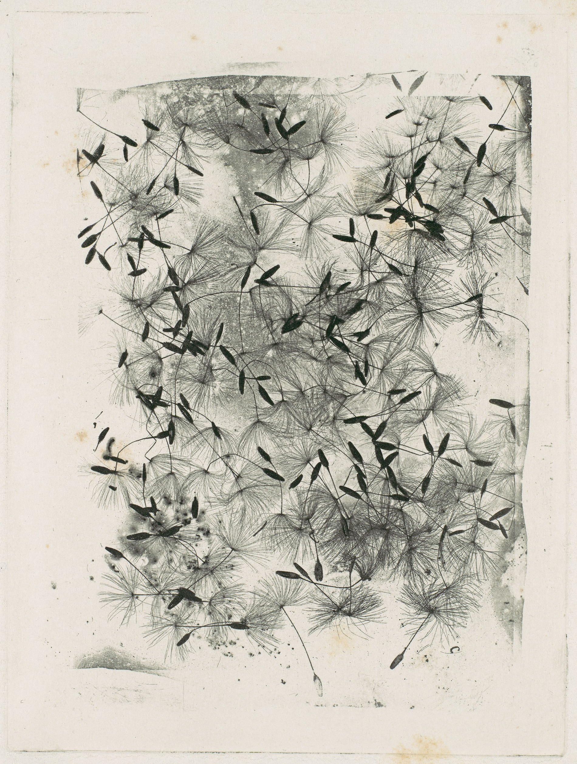 Dandelion Seeds by Henry Talbot